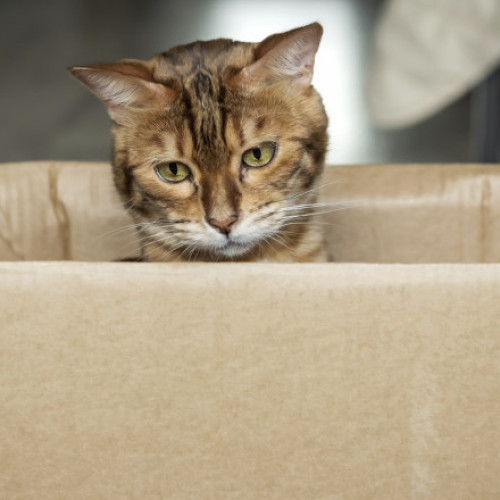 O pisică trimisă din greșeală într-un colet în sudul Germaniei