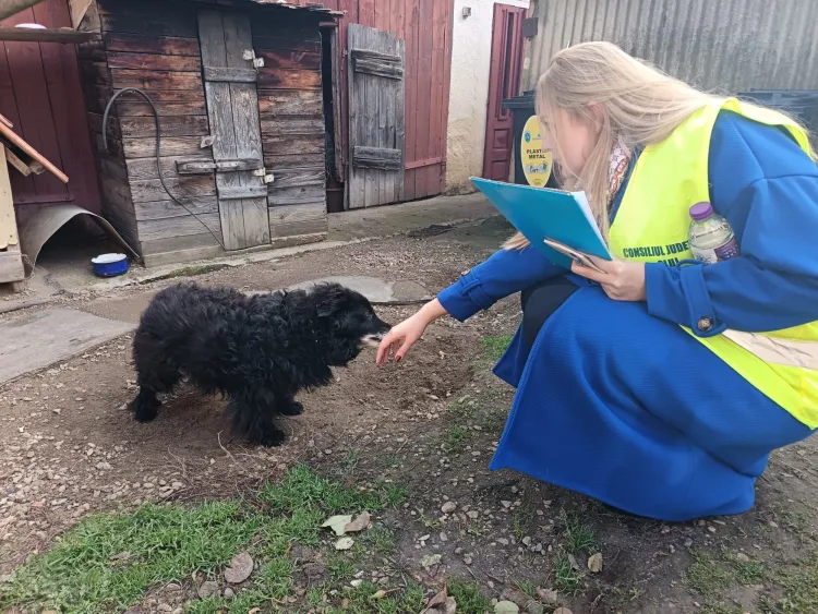 Consiliul Județean Cluj a demarat un program de gestionare a câinilor din județ