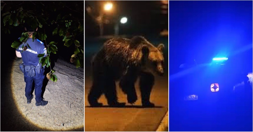 Jandarmeria Vâlcea avertizează populația despre creșterea numărului de urși în localități