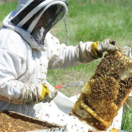 Ajutor de stat pentru apicultori în valoare de 5 euro pe familie de albine, adoptat de Guvern prin ordonanță de urgență.