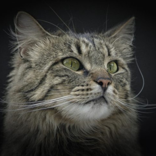 WCF International Cat Show aduce peste 180 de pisici de rasă la Auchan Titan