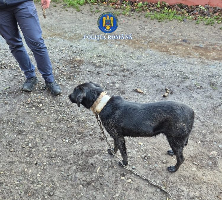 Poliția din Maramureș intervine în cazul unui câine neglijat la Sighetu Marmației
