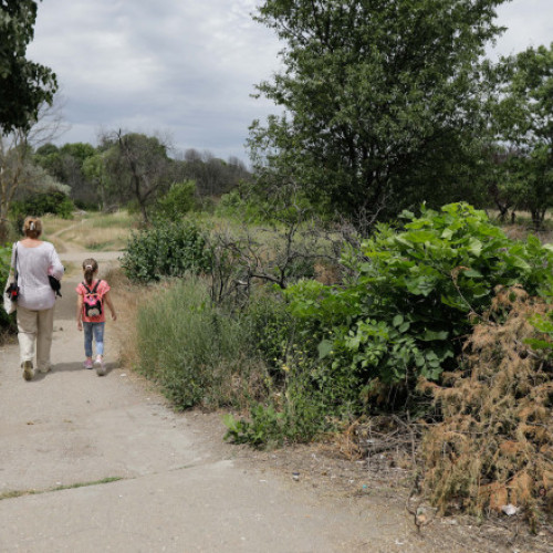 Ministerul Mediului propune pedeapsa cu închisoarea pentru tăierea abuzivă a arborilor din orașe