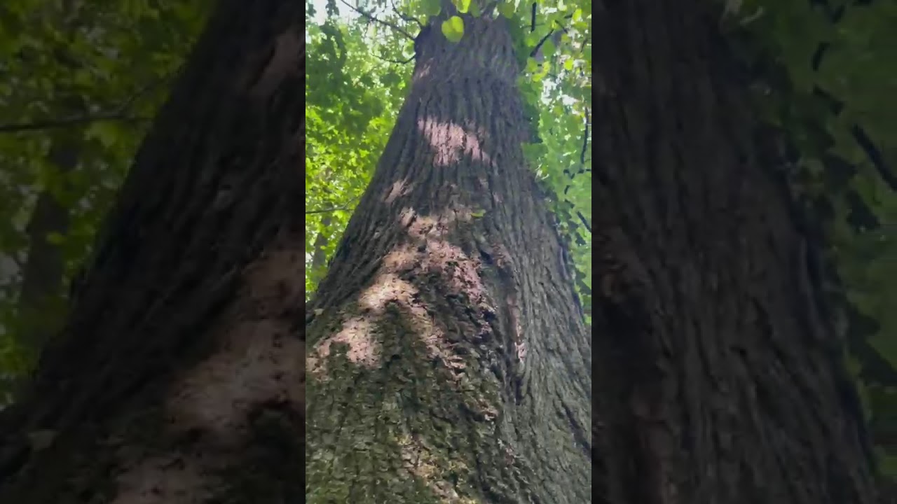 Proiectul pentru protejarea spațiilor verzi prevede pedepse cu închisoarea