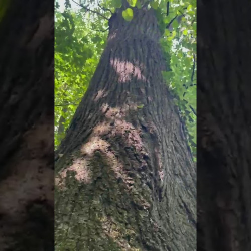 Proiectul pentru protejarea spațiilor verzi prevede pedepse cu închisoarea