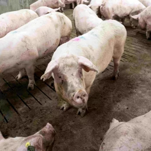 Creștere ușoară a prețului cărnii de porc înainte de sărbătorile de iarnă din 2025