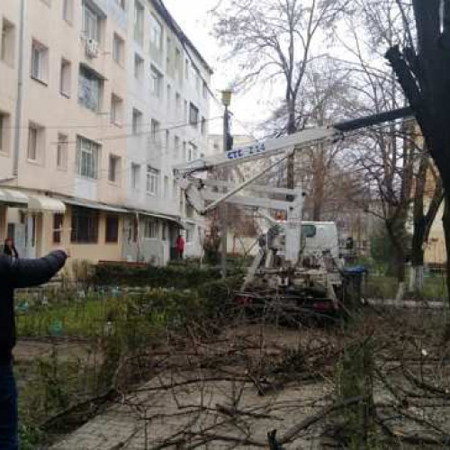 Ministerul Mediului propune pedepse penale pentru distrugerea arborilor în orașe