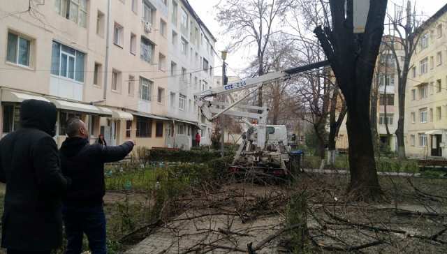 Ministerul Mediului propune pedepse penale pentru distrugerea arborilor în orașe