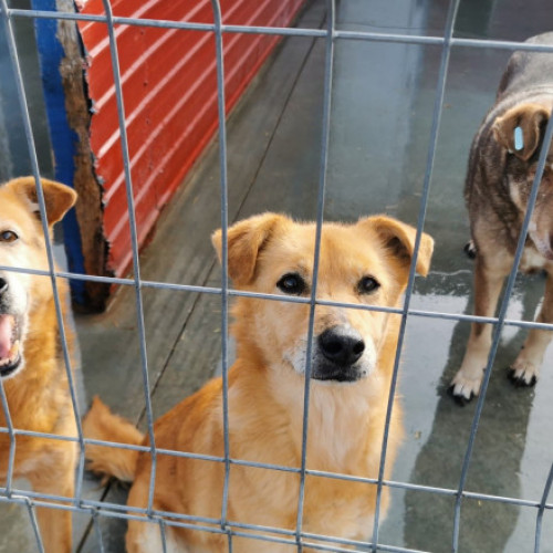 Proiect legislativ pentru interzicerea eutanasierii câinilor sănătoși în România