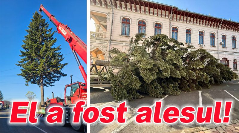 Bradul de Crăciun din centrul Buzăului a fost adus de la Unguriu, plantat acum 62 de ani