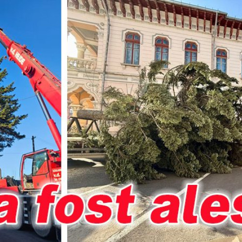 Bradul de Crăciun din centrul Buzăului a fost adus de la Unguriu, plantat acum 62 de ani