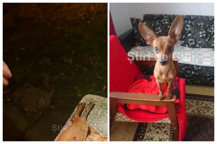 Câine atacat mortal de un Amstaff fără lesă în cartierul Mănăștur din Cluj-Napoca