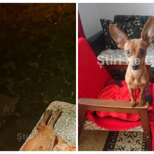 Câine atacat mortal de un Amstaff fără lesă în cartierul Mănăștur din Cluj-Napoca