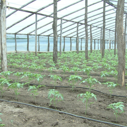 Fermierii, critici față de introducerea impozitului pe solarii și sere din 2025