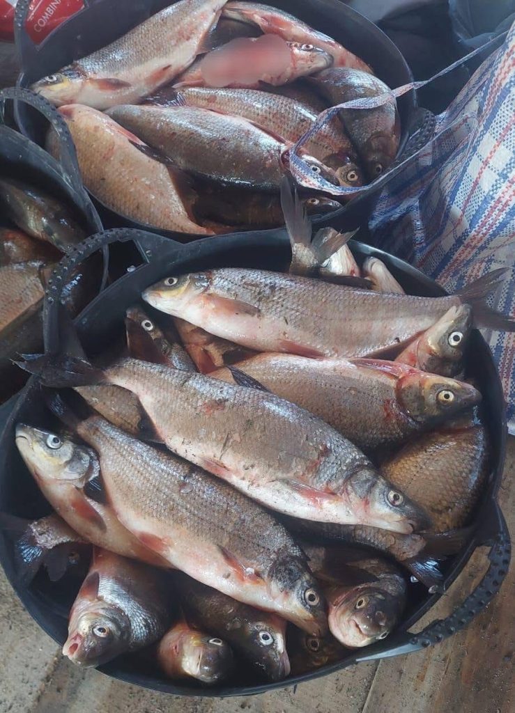 Confiscare de aproape 100 kg de pește transportat ilegal în Mehedinți