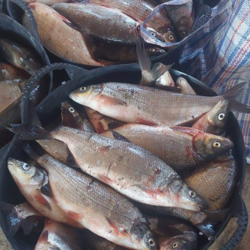 Confiscare de aproape 100 kg de pește transportat ilegal în Mehedinți