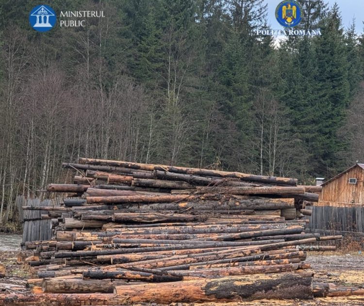 Bărbat cercetat pentru tăiere ilegală de lemn în Crasna Vișeului
