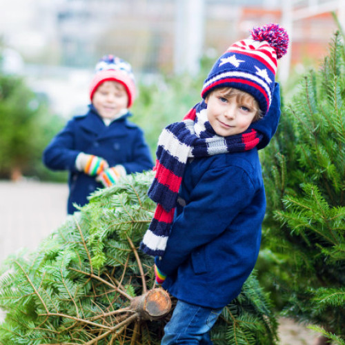 Romsilva scoate la vânzare peste 16.000 de pomi de Crăciun în această iarnă