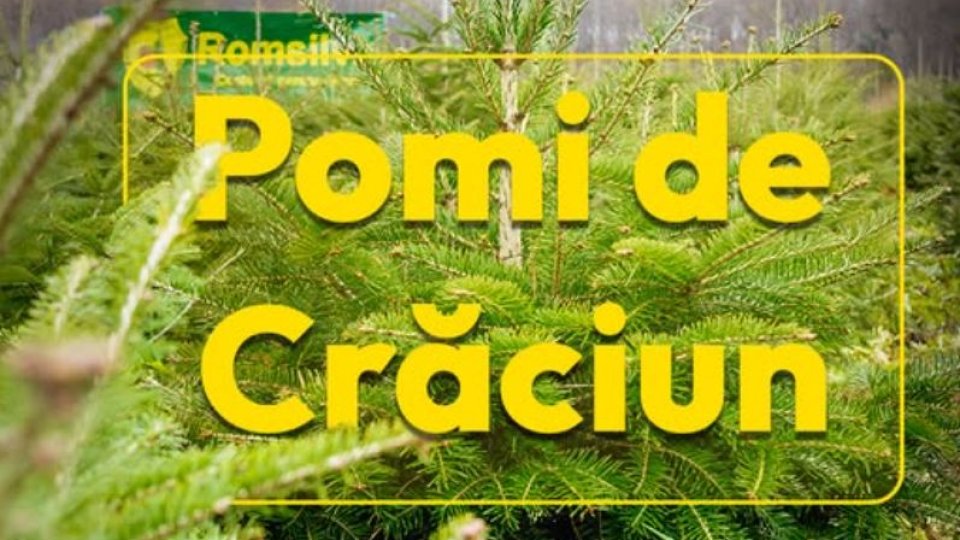Romsilva pune în vânzare pomi de Crăciun la prețuri între 17 și 39 de lei