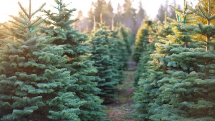 Romsilva oferă peste 16.400 de pomi de Crăciun din surse sustenabile