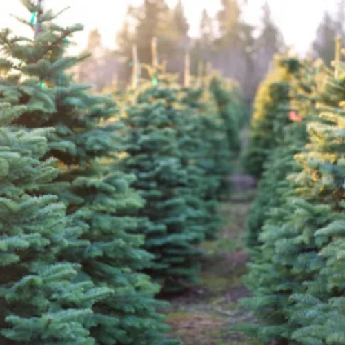 Romsilva oferă peste 16.400 de pomi de Crăciun din surse sustenabile