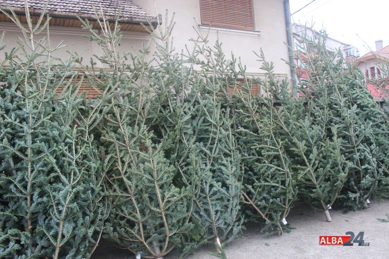 Romsilva pune în vânzare peste 16.000 de brazi de Crăciun la prețuri între 17 și 39 de lei