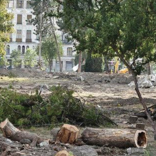 Pedepse cu închisoarea pentru tăierea ilegală a copacilor în orașe