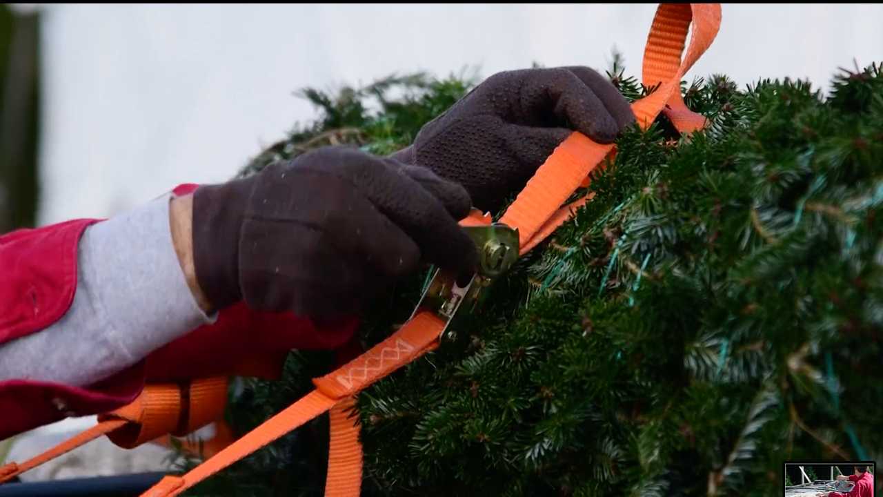 Romsilva scoate la vânzare peste 16.000 de pomi de Crăciun în 2025