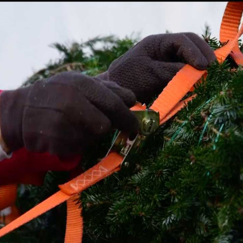 Romsilva scoate la vânzare peste 16.000 de pomi de Crăciun în 2025