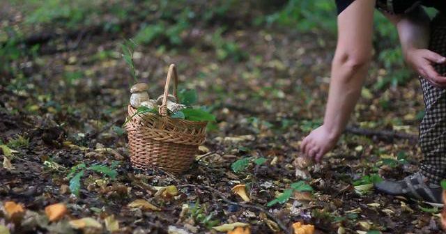 Controale în Maramureș pentru combaterea ilegalităților la comercializarea ciupercilor și fructelor