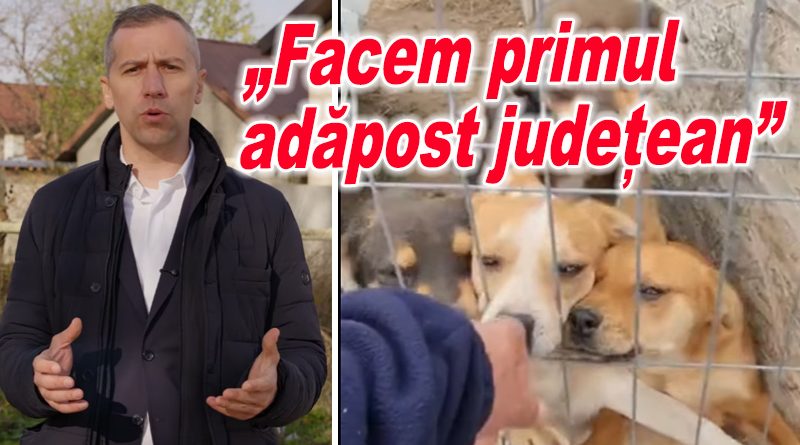Silviu Iordache propune un adăpost județean pentru câinii fără stăpân din Buzău