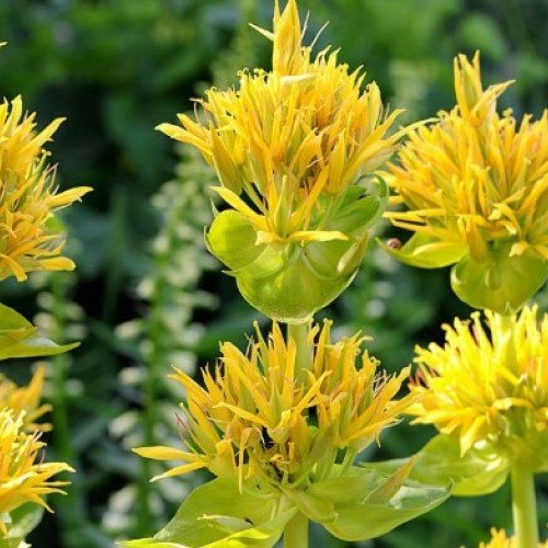 Tinctura de Ghintură: Remediul Tradițional pentru Sănătate și Bunăstare