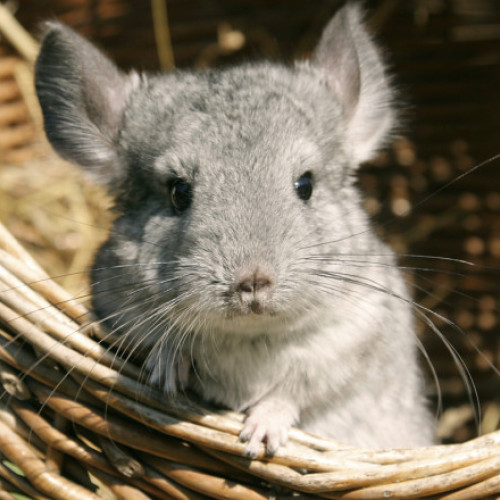 AUR propune abrogarea legii care interzice fermele pentru blană în România