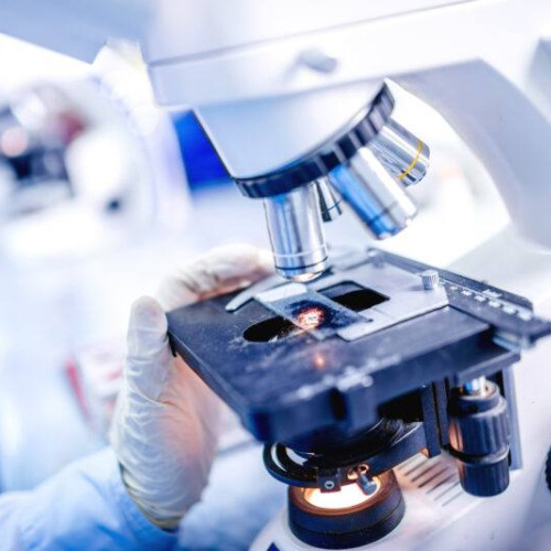 Cercetătorii elvețieni au creat un model funcțional de măduvă osoasă umană în laborator