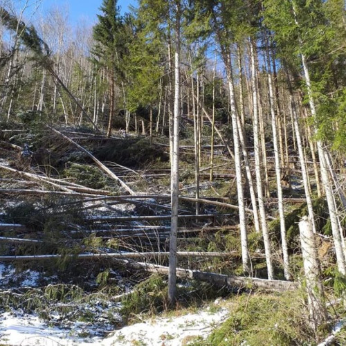 Aviz crucial pentru scoaterea lemnului căzut în Valea Repedea, Bistrița-Năsăud