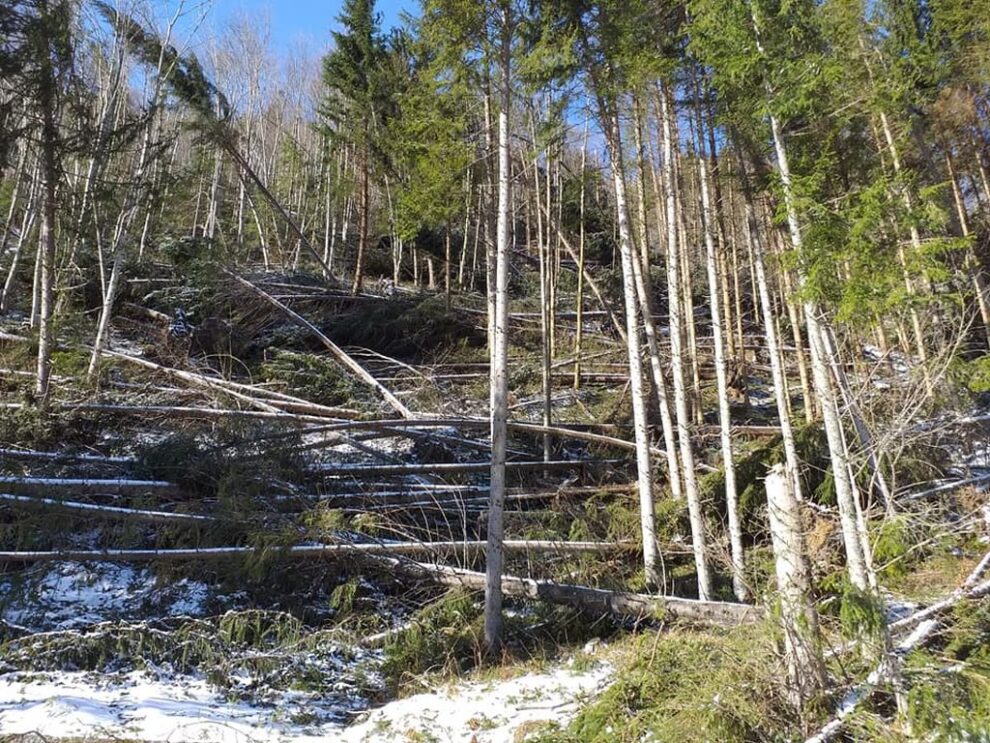 Aviz crucial pentru scoaterea lemnului căzut în Valea Repedea, Bistrița-Năsăud