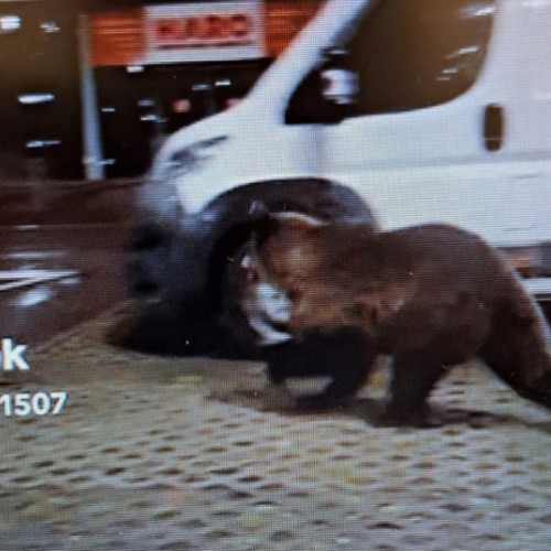 Urs surprins alergând în parcarea mall-ului Coresi din Brașov