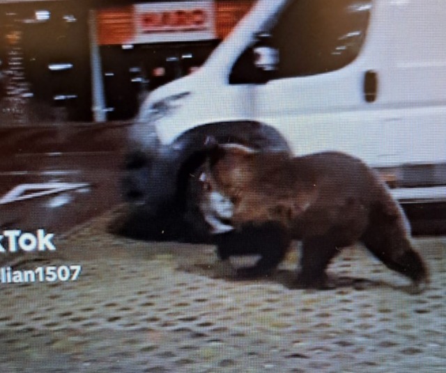 Urs surprins alergând în parcarea mall-ului Coresi din Brașov