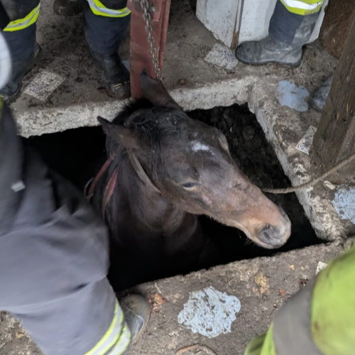 Pompierii au salvat un cal căzut în beciul unei gospodării din Dochia