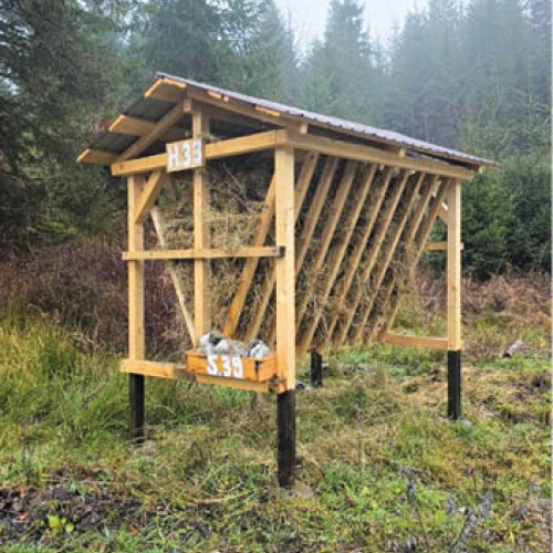 Romsilva alocă fonduri pentru hrana faunei sălbatice în fondurile cinegetice