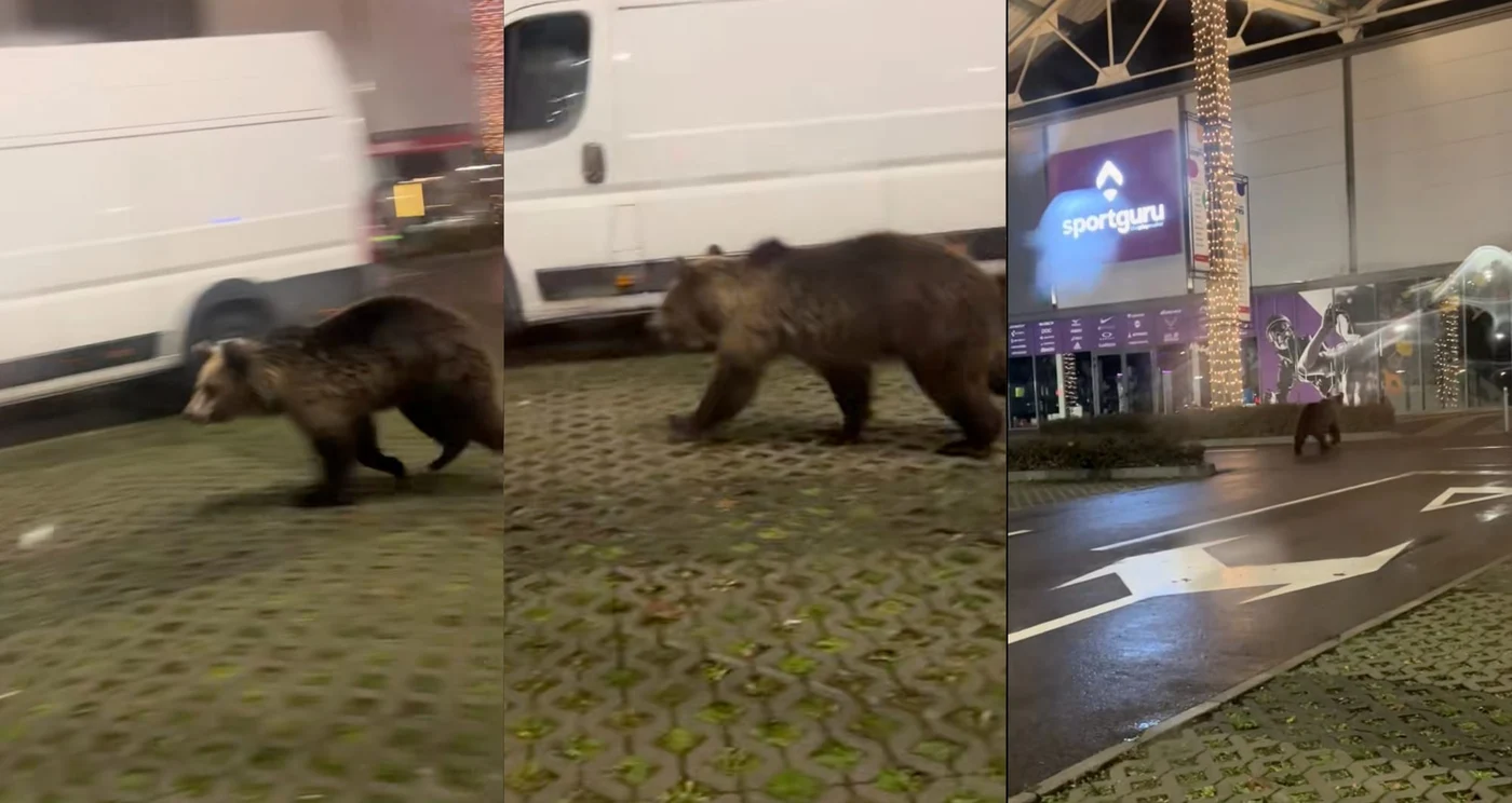 Un urs a intrat în parcarea unui mall din Brașov în plină seară