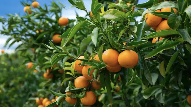 Clujenii sesizează mirosul chimic al mandarinelor noi din magazine