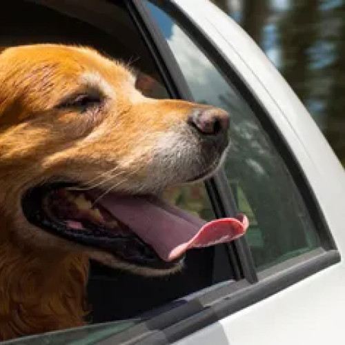 Autoritățile analizează introducerea unei taxe pentru câinii din România