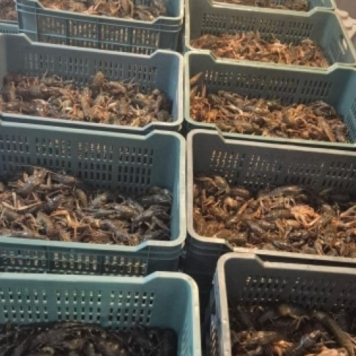 Descoperire de 560 kg de raci fără documente în Delta Dunării