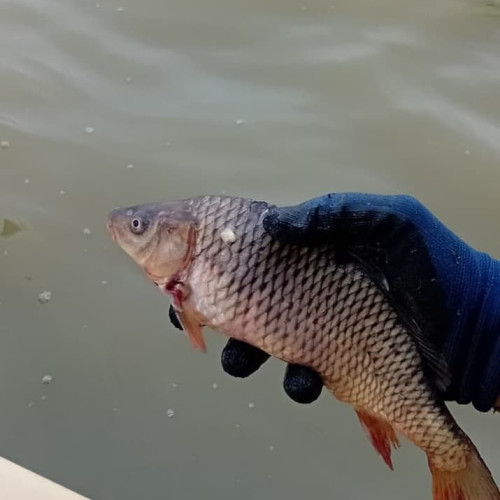 ARBDD continuă acțiunile de protecție a speciilor piscicole în Delta Dunării