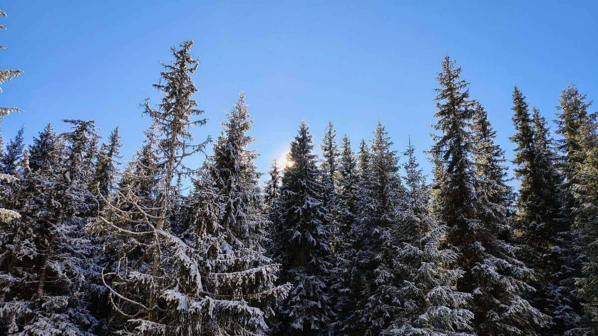 Vremea de Crăciun 2025 și Anul Nou 2026 va fi mai caldă decât media sezonului