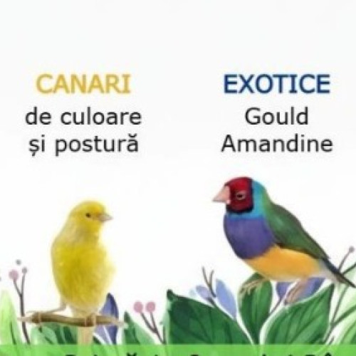 Expoziția Națională de Păsări Exotice la Râșnov aduce în prim-plan o colecție colorată