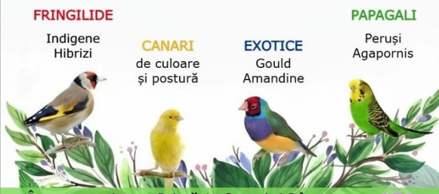 Expoziția Națională de Păsări Exotice la Râșnov aduce în prim-plan o colecție colorată