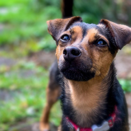 Câinele a salvat un bărbat dintr-un incendiu în Saxonia Inferioară