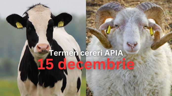 APIA acceptă cereri pentru ajutoare de stat în creșterea animalelor până în decembrie 2025